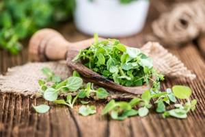 The active substances of oregano help heavy foods to be better absorbed