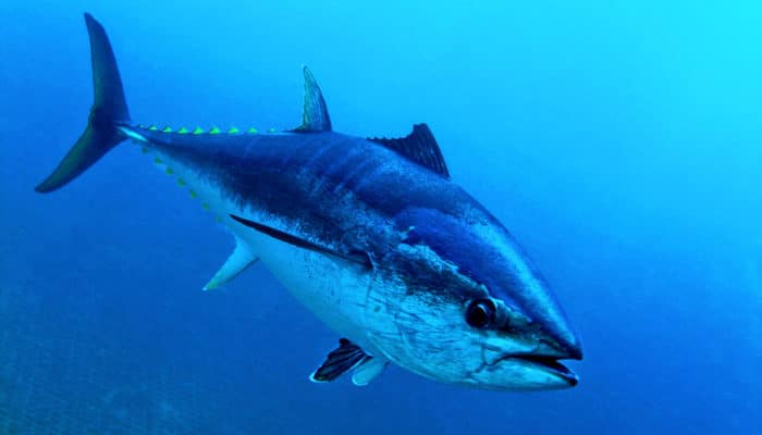 albacore is a very healthy but uncommon fish