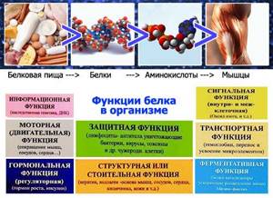 Amino acids in the human body