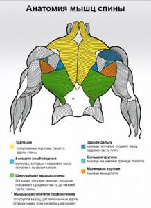 Anatomical structure of the back muscles