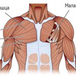 Anatomy of the pectoral muscles