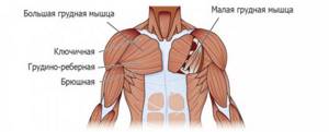 Anatomy of the pectoral muscles