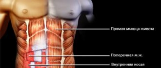 Abdominal muscle anatomy