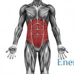 Anatomy of the abdominal muscles: structure, functions, exercises for developing the abdominal muscles