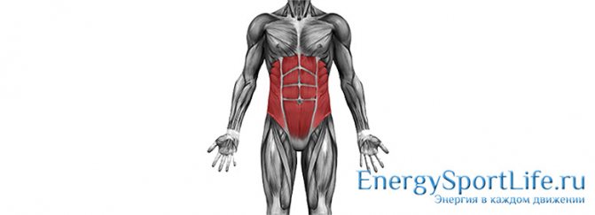 Anatomy of the abdominal muscles: structure, functions, exercises for developing the abdominal muscles