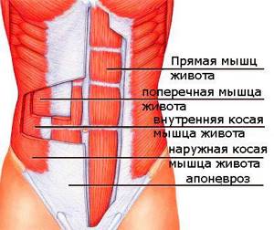 abdominal muscle anatomy