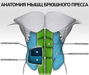 Анатомия мышц живота