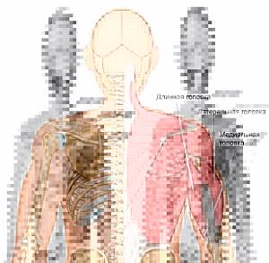 Анатомия трехглавой мышцы плеча