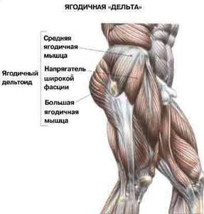 Anatomy of the gluteal muscles and thighs or a little theory