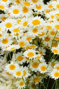 Pharmaceutical chamomile for weight loss. How to brew chamomile for weight loss? 02 