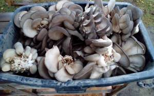 Pregnant women should consult a doctor before eating oyster mushrooms