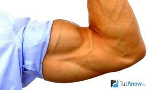 Big male biceps