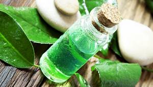 Tea tree for weight loss
