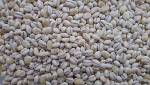 what are the benefits of pearl barley?