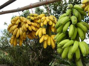 Чем вреден банан: могут ли бананы нанести вред здоровью. Сколько бананов можно есть в день