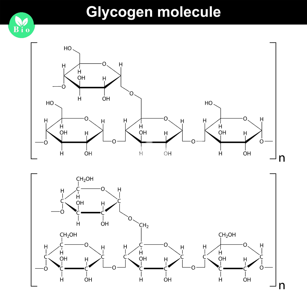 What is glycogen