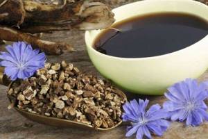 Chicory for weight loss