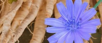 Chicory: health benefits and harms