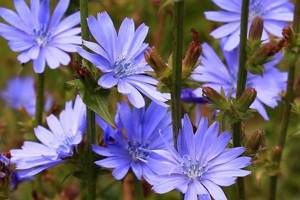 Chicory for weight loss