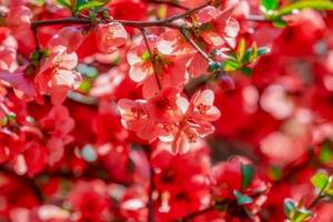 Japanese quince flowering