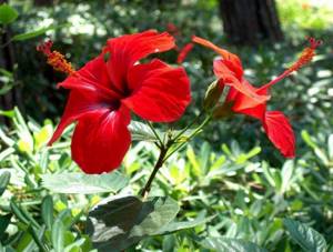 hibiscus flowers for weight loss
