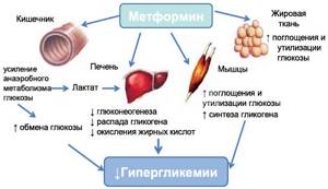 The effect of Metformin on the body