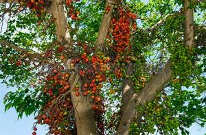 Фиговое дерево с плодами