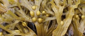 Fucus: application, beneficial properties and contraindications
