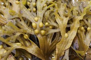 Fucus: application, beneficial properties and contraindications