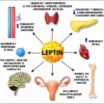 Functions of leptin