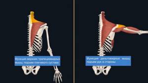 Функции плеча и трапециевидных мышц