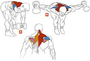 how to quickly pump up your shoulders at home with dumbbells technique