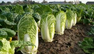 how to cook Chinese cabbage