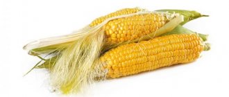How to properly prepare and take corn silk for weight loss, results and reviews from those losing weight