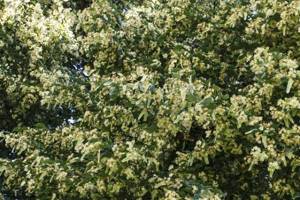 How to properly use linden flowers and bark for effective weight loss, recipes and reviews