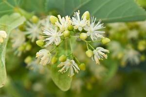How to properly use linden flowers and bark for effective weight loss, recipes and reviews
