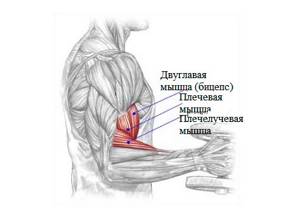 How does the biceps brachii work?
