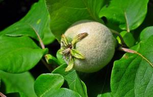 How does quince grow?