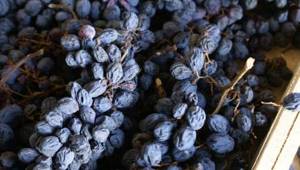 How to dry grapes to make raisins