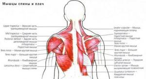 How to reduce a girl&#39;s shoulders and back. Exercises at home, how to remove wide 
