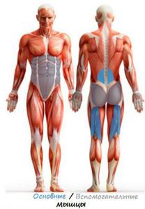 Какие мышцы работаю при гиперэкстензии