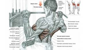 What muscles are used during exercise?