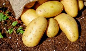 Calorie content of raw potatoes