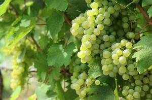 Calorie content of white grapes