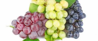 калорийность винограда дамские пальчики