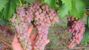 Calorie content of sultana grapes and its beneficial properties for health