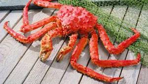 Kamchatka crab