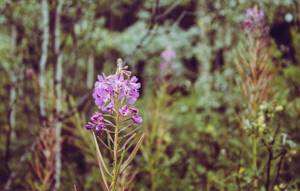 Fireweed in nature