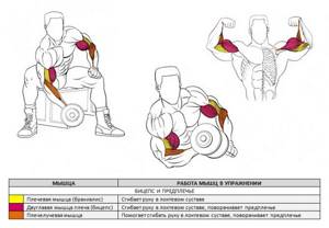 concentrated dumbbell curl for biceps