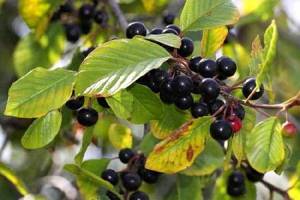 buckthorn bark use for weight loss